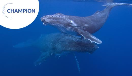 Humpback whale and calf © Glenn Edney/grida.no
