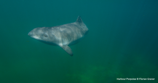 Harbour Porpoise © Florian Graner