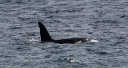 Killer Whale 'Aquarius'.  © Will McEnery-Cartwright, Instagram: mc_naturelife