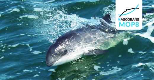 Harbour Porpoise © Preben Toft