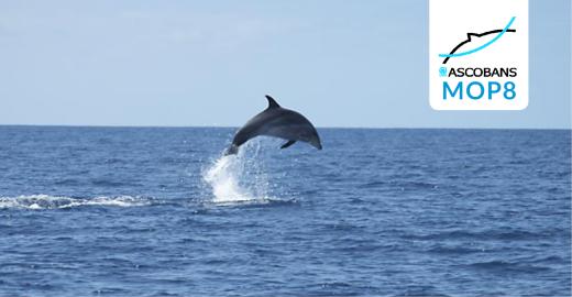 Bottlenose Dolphin © Steve Geelhoed