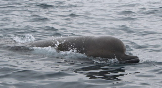 Northern Bottlenose Whale (Hyperoodon ampullatus). © Line Kyhn