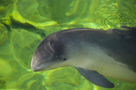 Harbour porpoise. © Jan Zoetekouw / AdobeStock