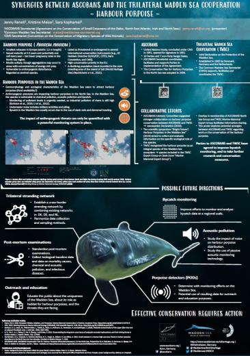 Synergies between ASCOBANS and the Trilateral Wadden Sea Cooperation - Harbour Porpoise
