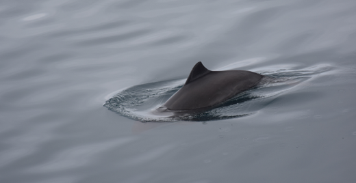Harbour porpoise © Hanna Michel.