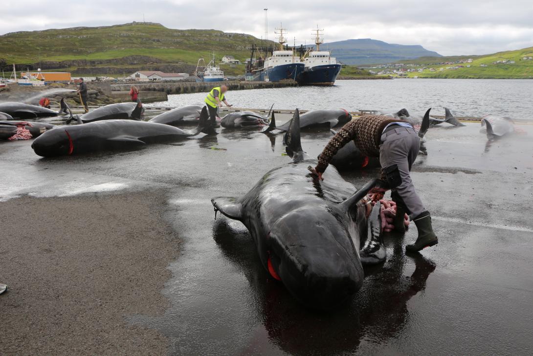 Hunting of Dolphins Faroe Islands © Adobe Stock Images