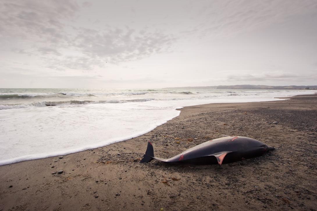 Dead dolphin © Adobe Stock Images