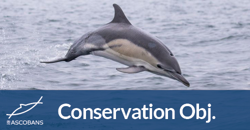 Photo © Common dolphin by Josh Wilson of AK Wildlife Cruises Falmouth | @oshuwilson