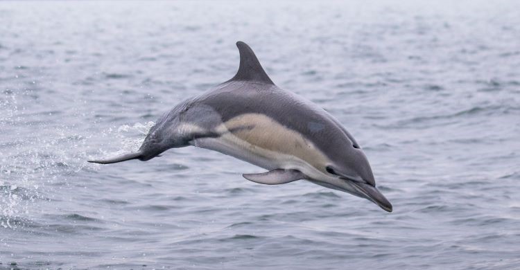 Common dolphin by Josh Wilson of AK Wildlife Cruises Falmouth | @oshuwilson
